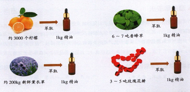 精油的萃取量