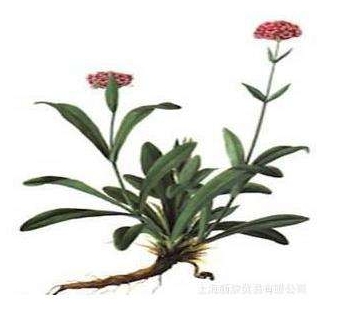 甘松精油