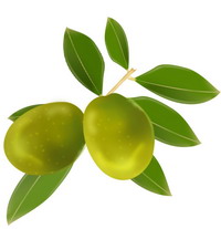 橄榄油 Olive Oil