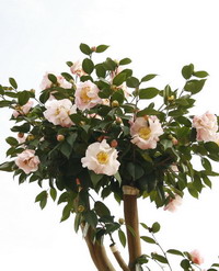 山茶花油 Camellia Oil