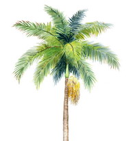 棕榈油 Palm Oil