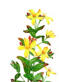 圣约翰草油 St.John's Wort Oil