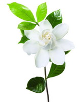 茉莉精油