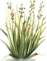 香茅精油