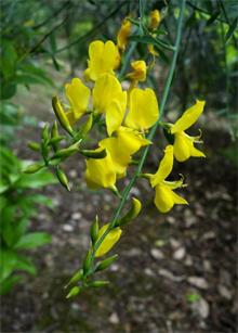 鹰爪豆、西班牙金雀花